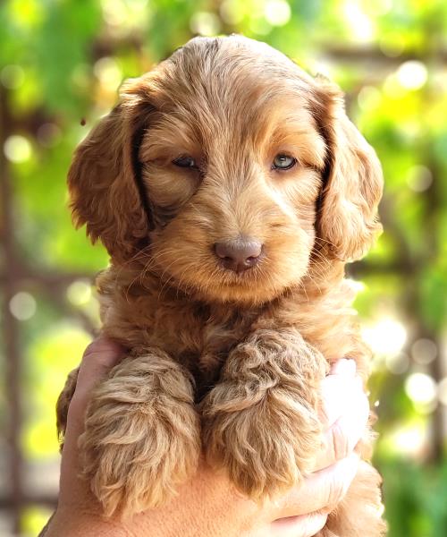 Wine Country Labradoodles